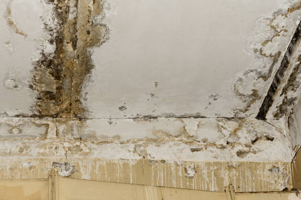 Best HVAC Mold Inspection and Cleaning  in Wagoner, OK