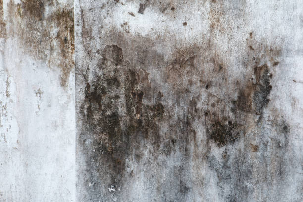 Best Attic Mold Removal  in Wagoner, OK