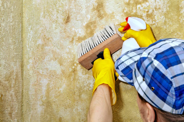 Best Basement Mold Removal  in Wagoner, OK